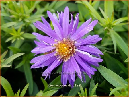 Aster 'Augenweide'