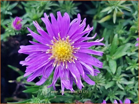 Aster 'Augenweide'