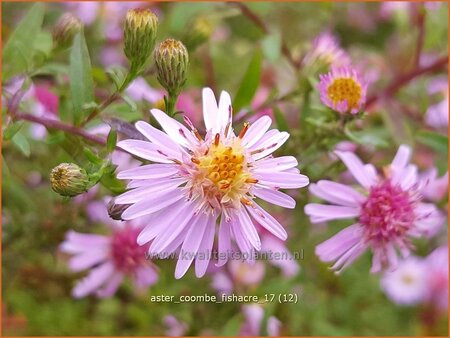 Aster 'Coombe Fishacre'