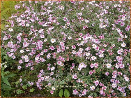 Aster 'Coombe Fishacre'