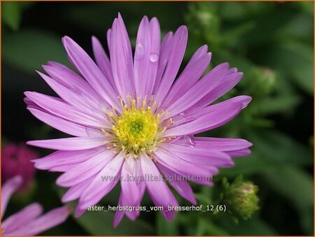 Aster &#39;Herbstgruß vom Bresserhof&#39;