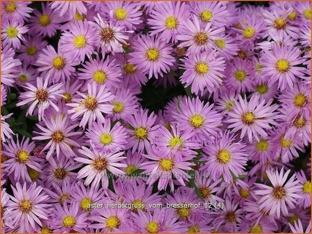 Aster &#39;Herbstgruß vom Bresserhof&#39;