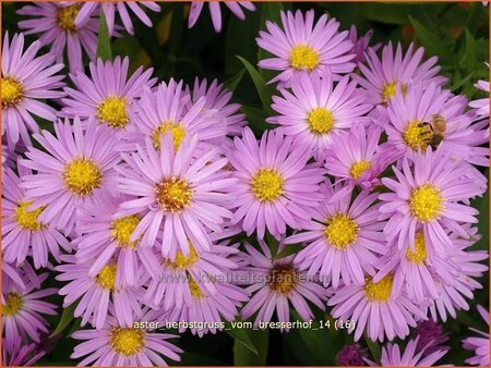 Aster &#39;Herbstgruß vom Bresserhof&#39;