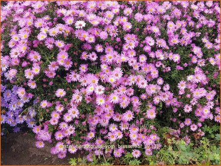 Aster &#39;Herbstgruß vom Bresserhof&#39;