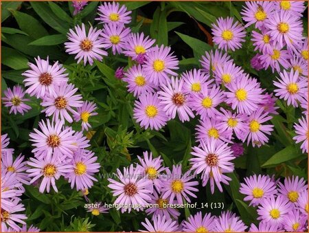 Aster &#39;Herbstgruß vom Bresserhof&#39;