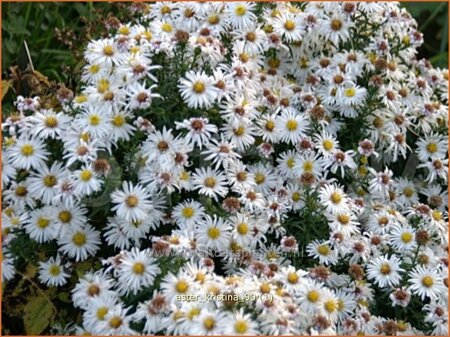 Aster &#39;Kristina&#39;