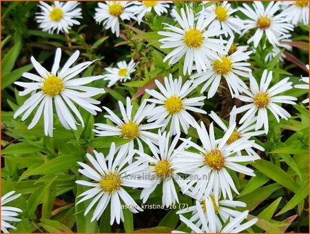 Aster &#39;Kristina&#39;