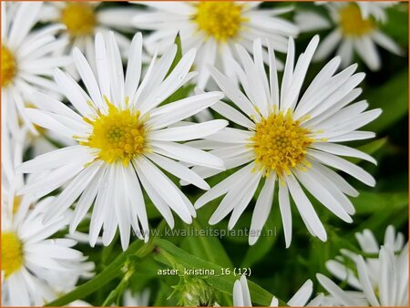 Aster &#39;Kristina&#39;