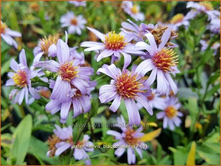Aster laevis 'Blauschleier'