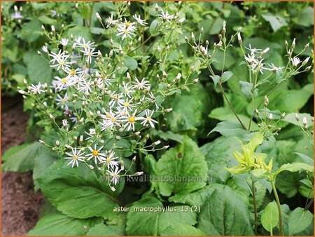 Aster macrophyllus