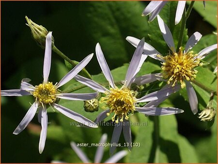 Aster macrophyllus