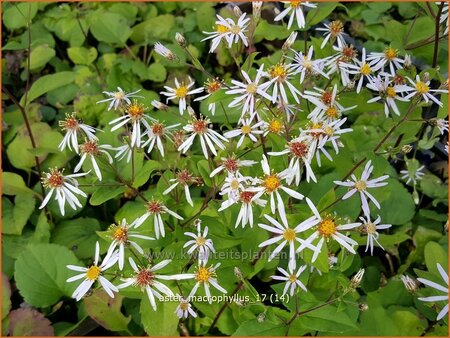 Aster macrophyllus