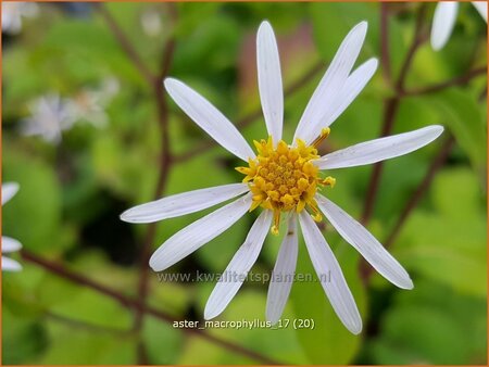 Aster macrophyllus