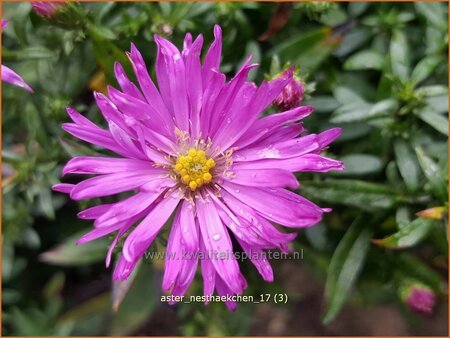 Aster &#39;Nesthäkchen&#39;