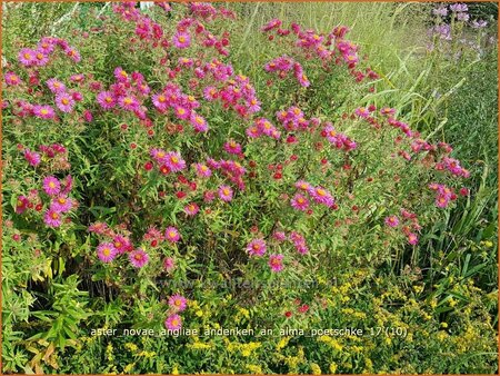 Aster novae-angliae &#39;Andenken an Alma Pötschke&#39;