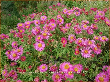 Aster novae-angliae &#39;Andenken an Alma Pötschke&#39;