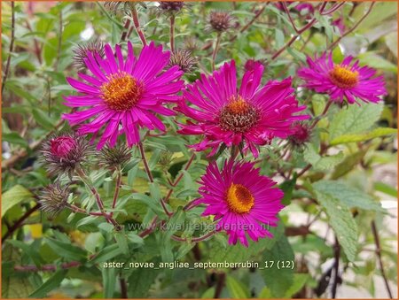 Aster novae-angliae &#39;Septemberrubin&#39;