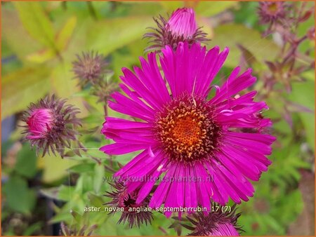 Aster novae-angliae &#39;Septemberrubin&#39;