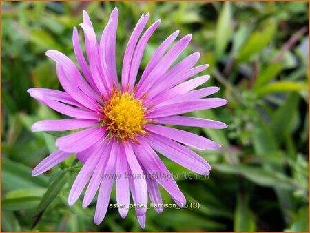 Aster &#39;Peter Harrison&#39;