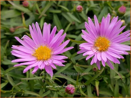 Aster &#39;Peter Harrison&#39;