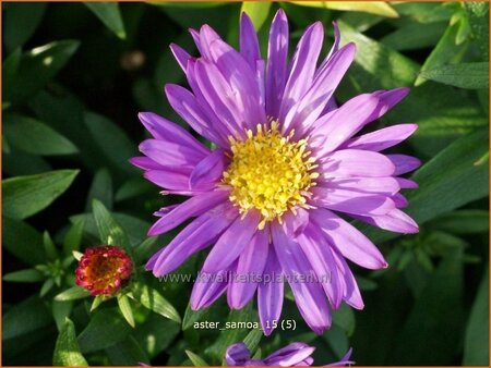 Aster &#39;Samoa&#39;