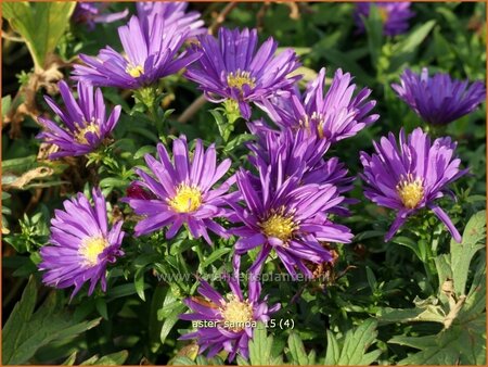 Aster &#39;Samoa&#39;