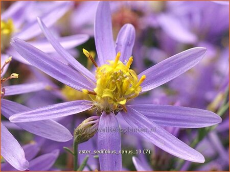 Aster sedifolius 'Nanus'