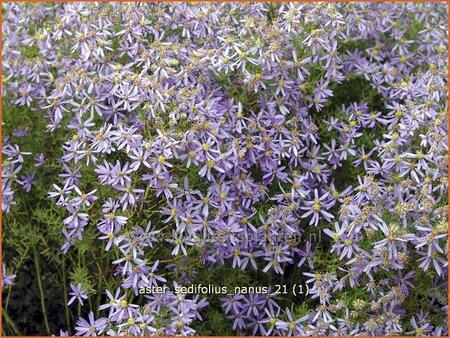 Aster sedifolius 'Nanus'