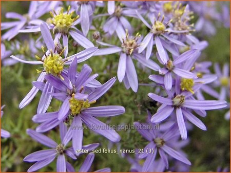 Aster sedifolius 'Nanus'