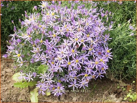 Aster sedifolius 'Nanus'