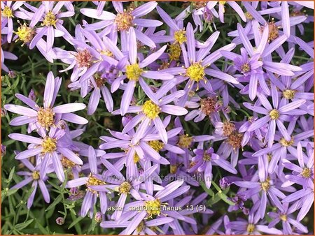 Aster sedifolius 'Nanus'
