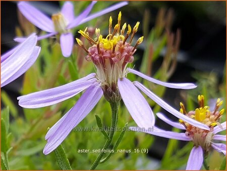 Aster sedifolius 'Nanus'