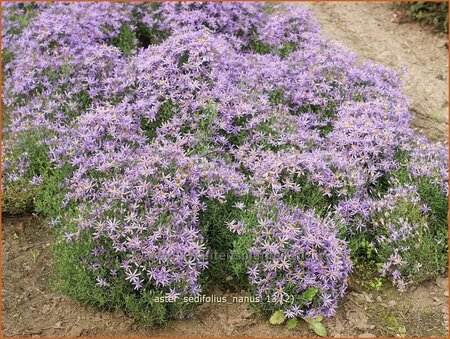 Aster sedifolius 'Nanus'