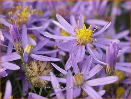 Aster sedifolius 'Nanus'
