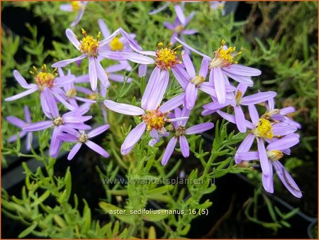 Aster sedifolius 'Nanus'
