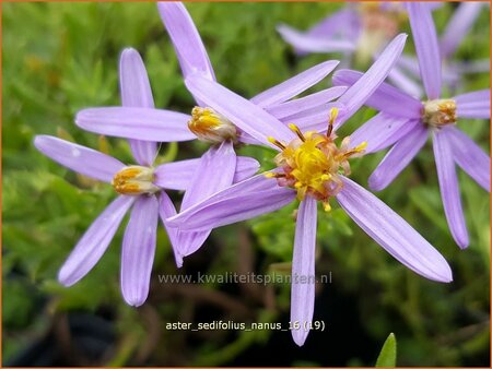 Aster sedifolius 'Nanus'