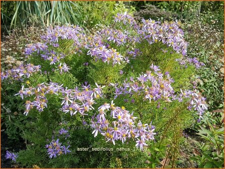 Aster sedifolius 'Nanus'