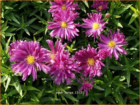 Aster &#39;Tonga&#39;