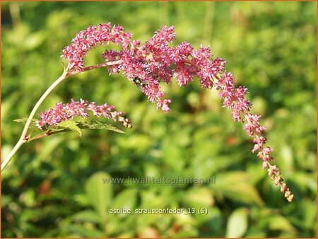 Astilbe &#39;Straußenfeder&#39;