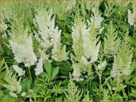 Astilbe &#39;Weiße Gloria&#39;