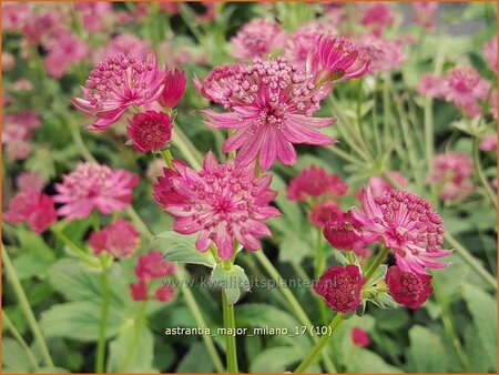 Astrantia major 'Milano'