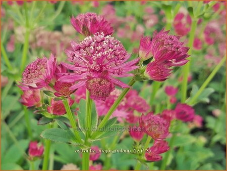 Astrantia major 'Milano'