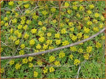 Azorella trifurcata