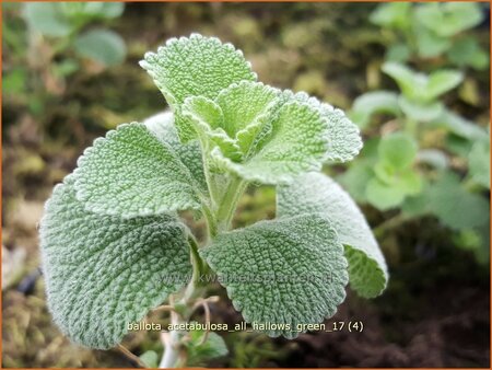 Ballota acetabulosa 'All Hallows Green'
