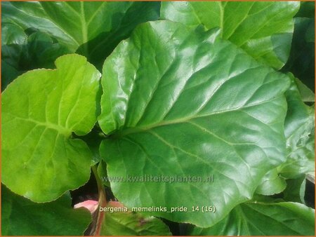 Bergenia &#39;Memelinks Pride&#39;