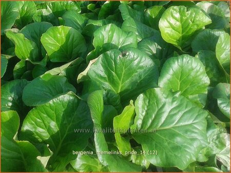 Bergenia &#39;Memelinks Pride&#39;