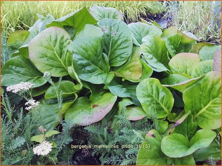 Bergenia &#39;Memelinks Pride&#39;