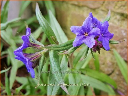 Buglossoides purpurocaerulea