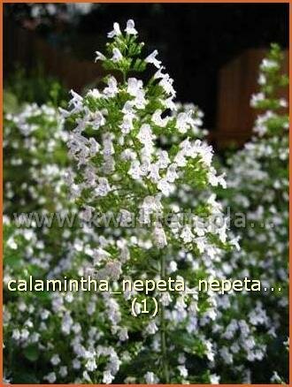 Calamintha nepeta