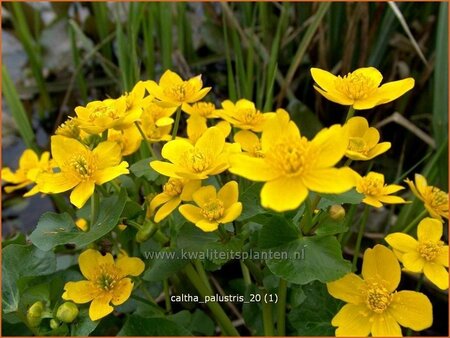 Caltha palustris